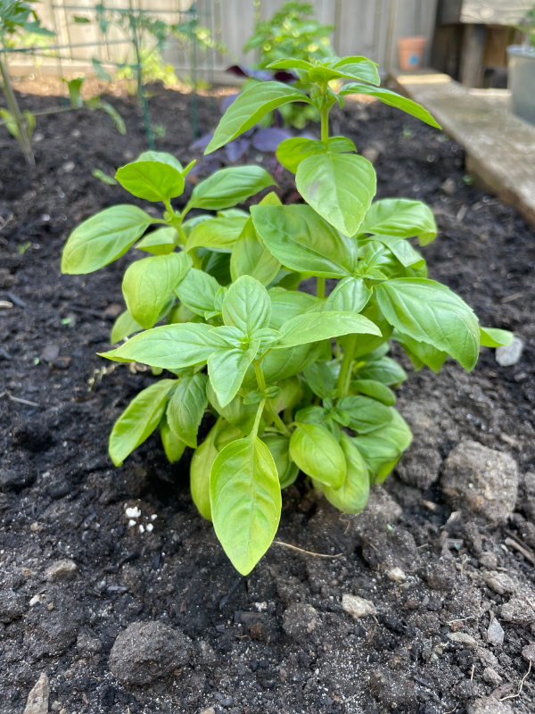 basil plant